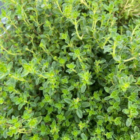 Thymus vulgaris "Compactus"