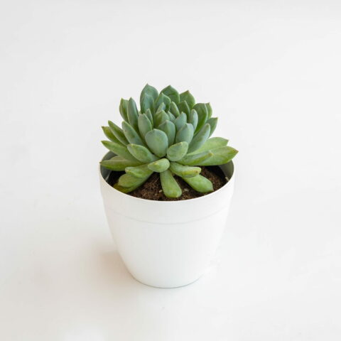 Pachyphytum "Corvus"
