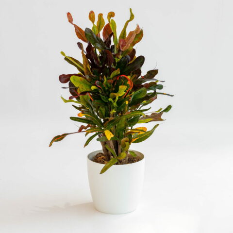 Codiaeum variegatum "Mammi"
