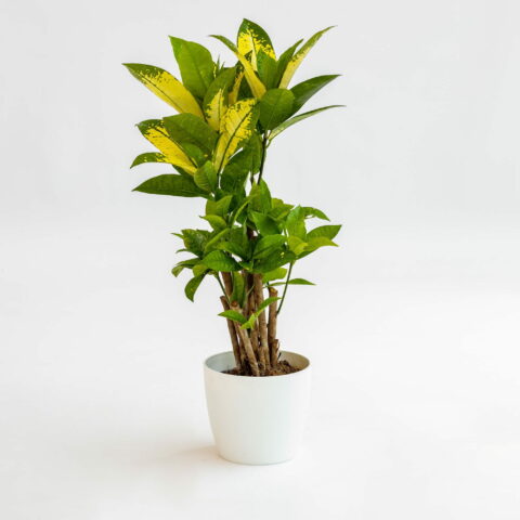 Codiaeum variegatum "Mrs Iceton"