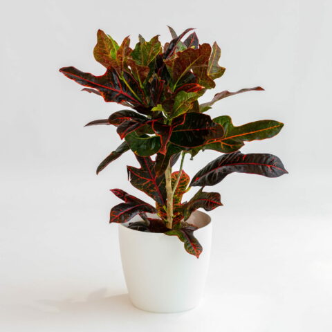 Codiaeum variegatum "Excellent"