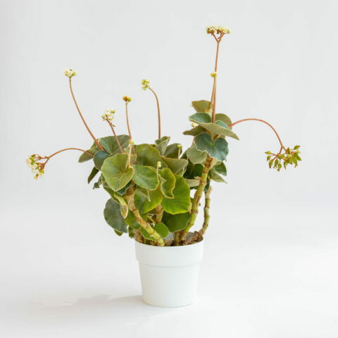 Begonia venosa