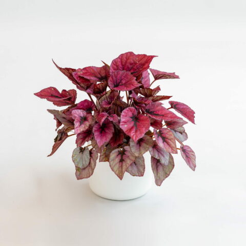 Begonia rex "Indian Summer"
