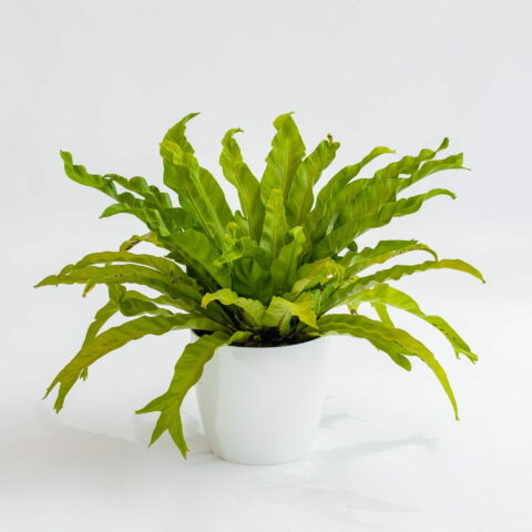 Asplenium nidus "Crissie"