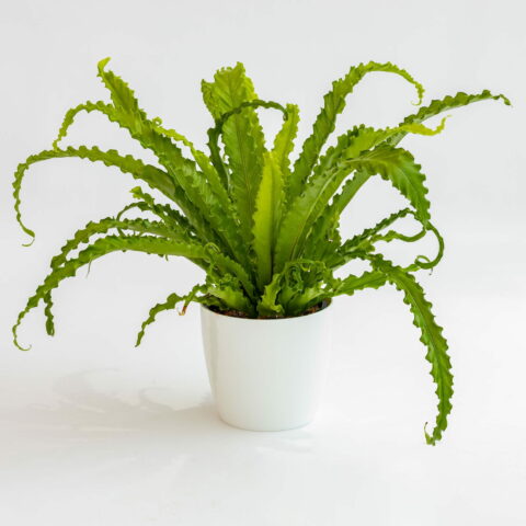 Asplenium antiquum "Osaka"