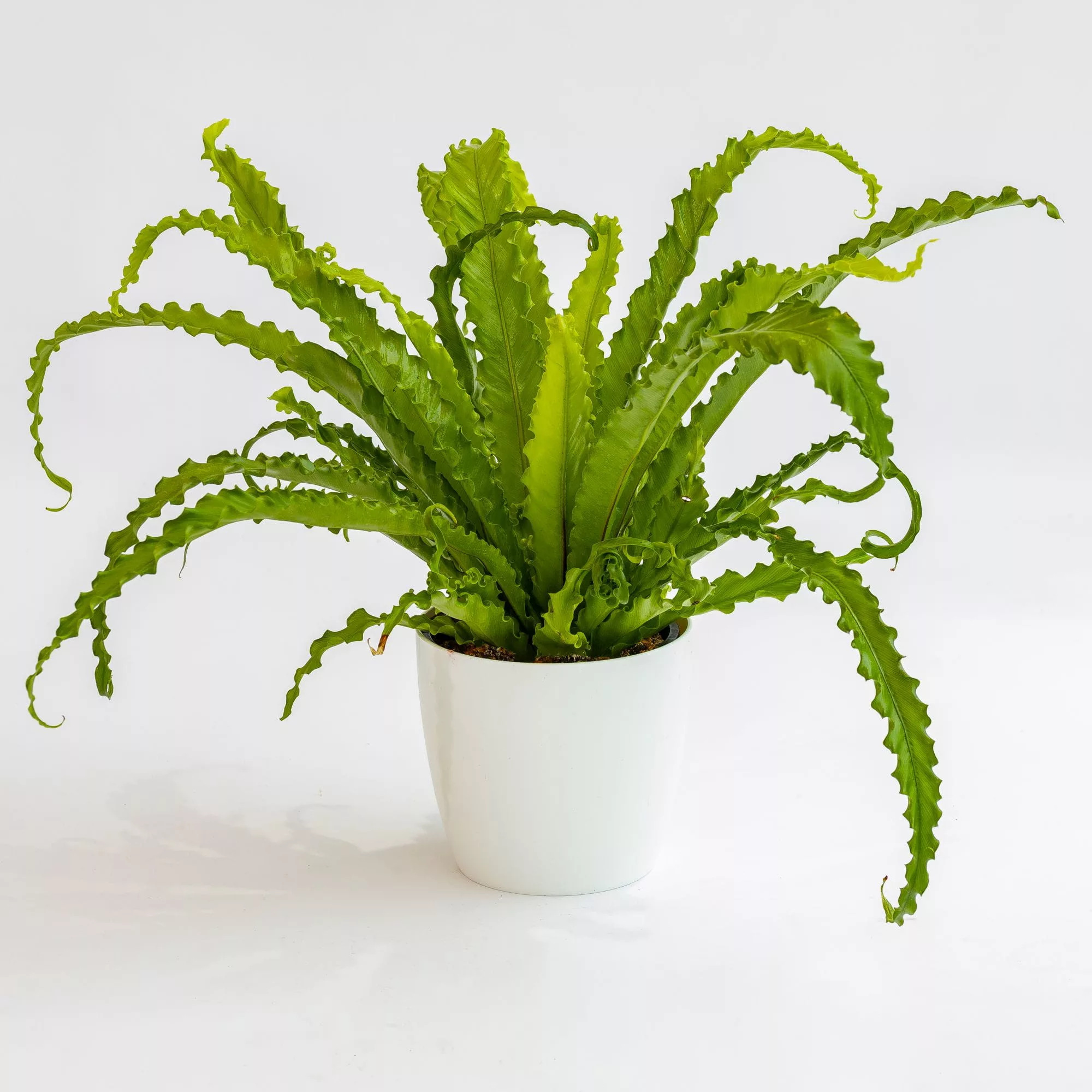 Asplenium antiquum "Osaka"