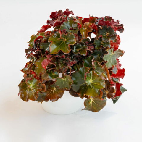 Begonia blad x erythrophylla "Jungle Black"