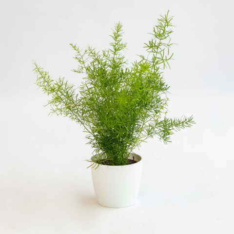 Asparagus densiflorus "Sprengeri"