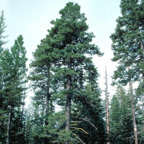 Abies concolor