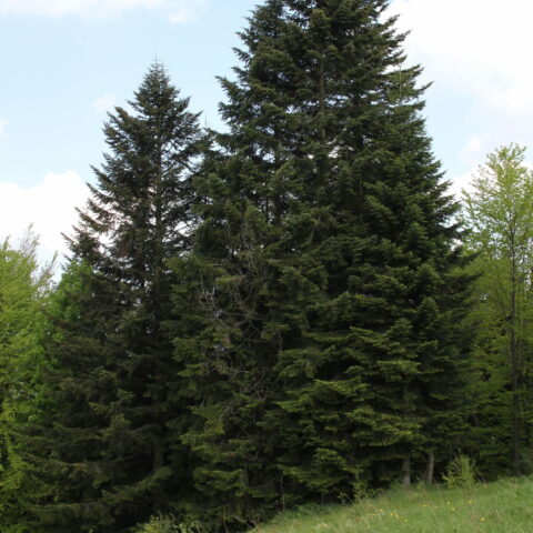 Abies alba
