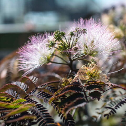 Albizia julibrissin "Chocolate Fountain"