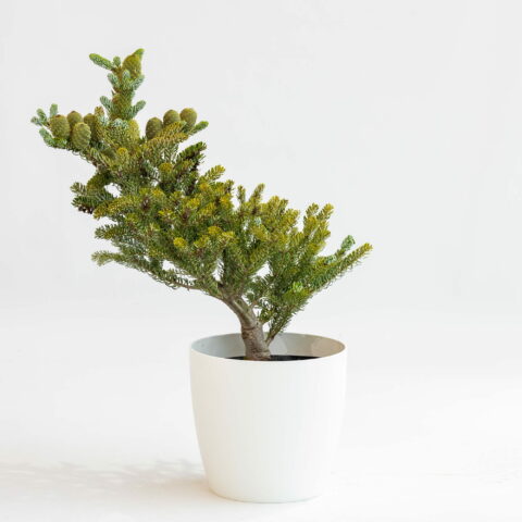 Abies koreana "Silberlocke"