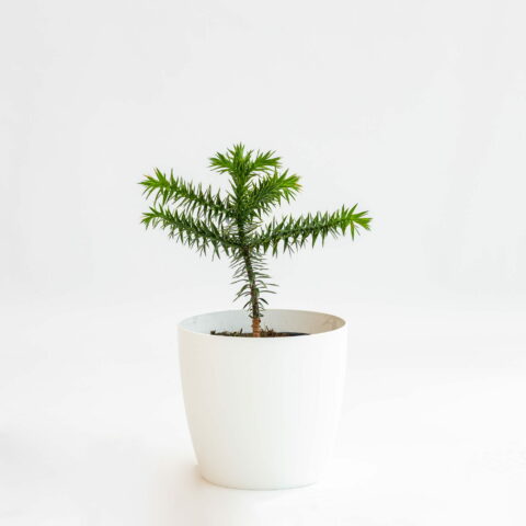 Araucaria araucana