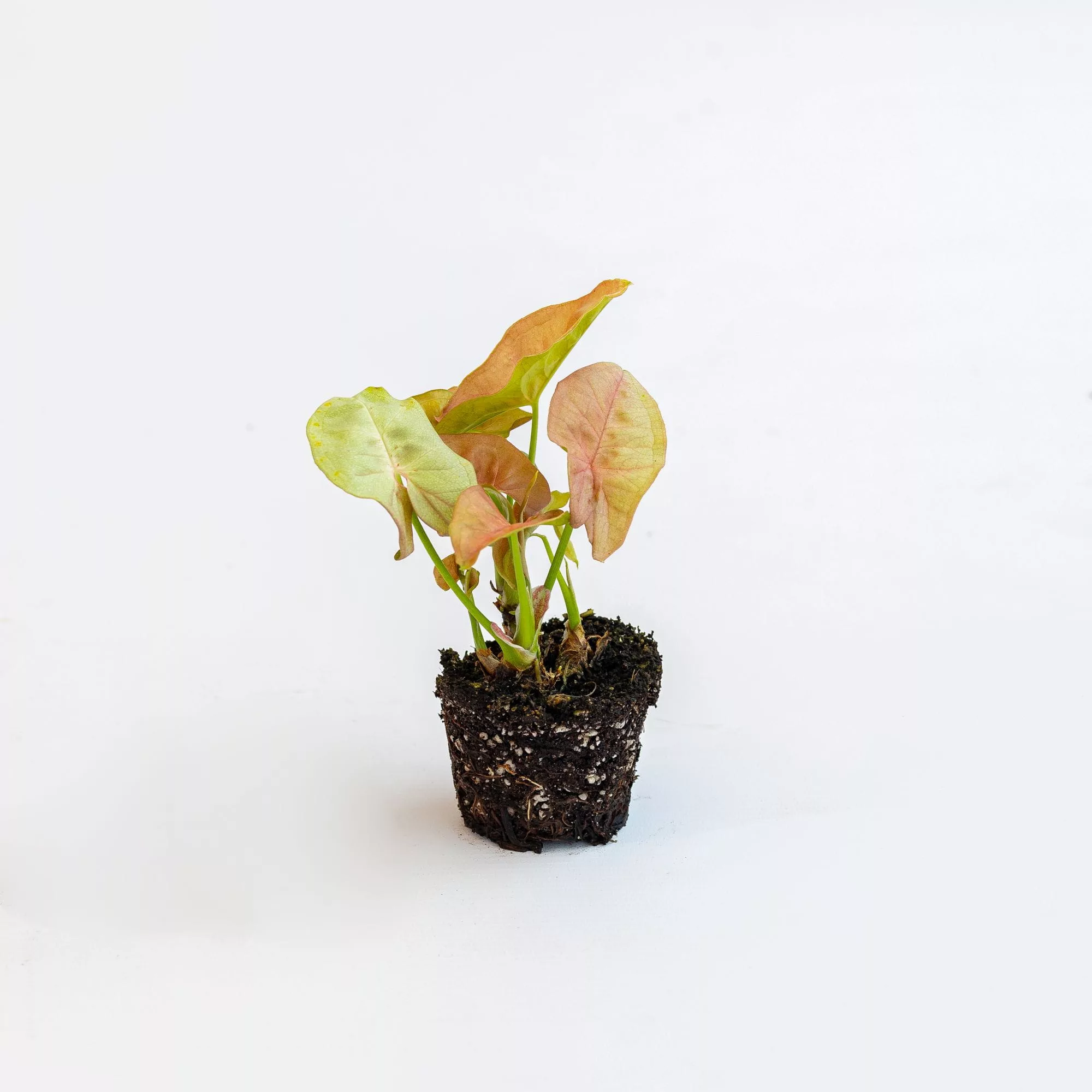 Syngonium "Mini Neon" Baby Plant