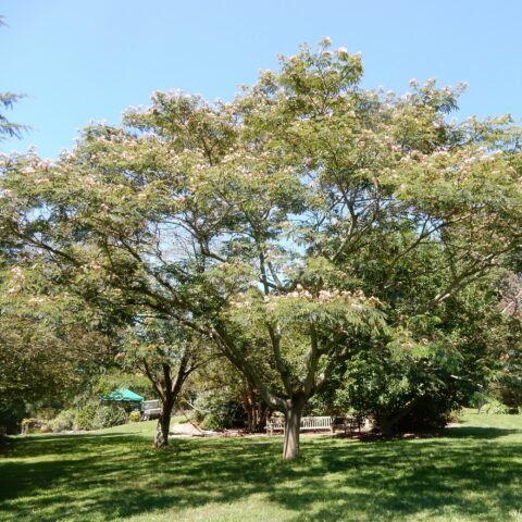Albizia julibrissin
