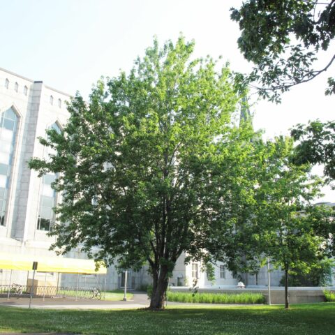 Acer saccharinum