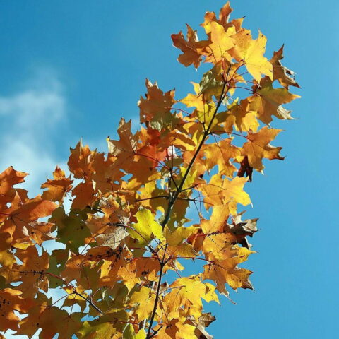 Acer x freemanii "Autumn Blaze"