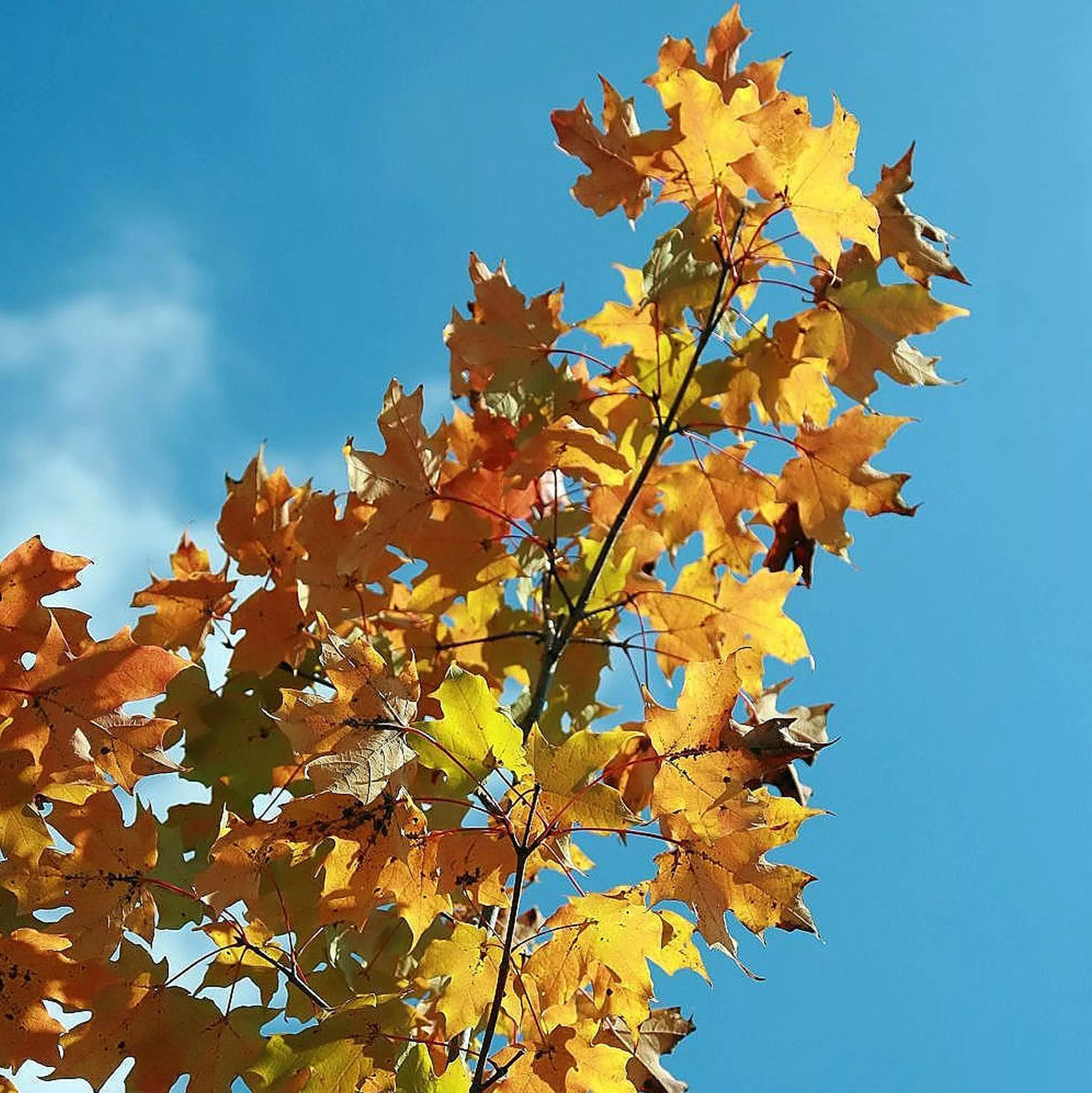 Acer x freemanii "Autumn Blaze"