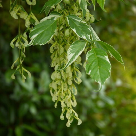 Acer negundo "Variegatum"