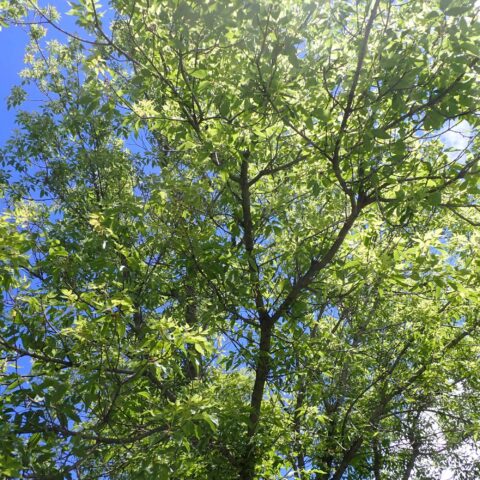 Acer negundo