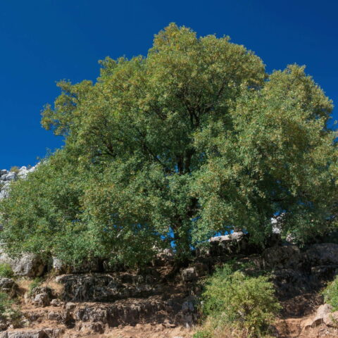 Acer monspessulanum