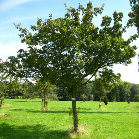 Acer ginnala