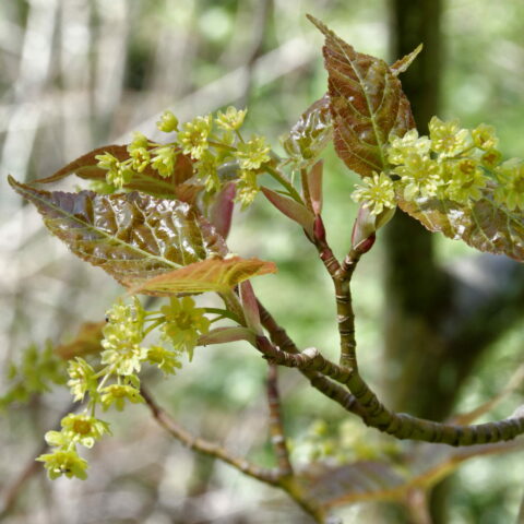 Acer davidii