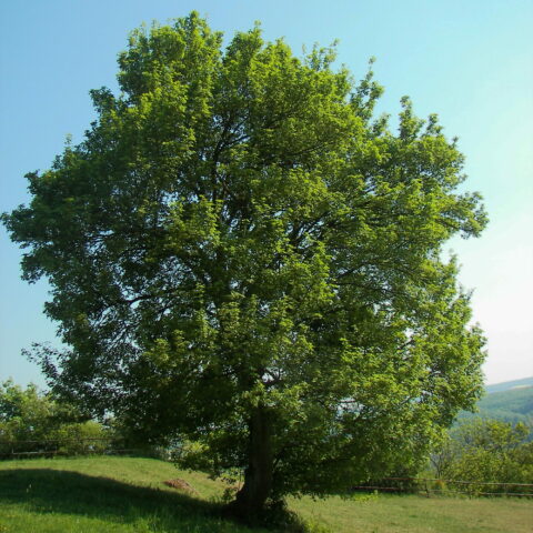Acer campestre