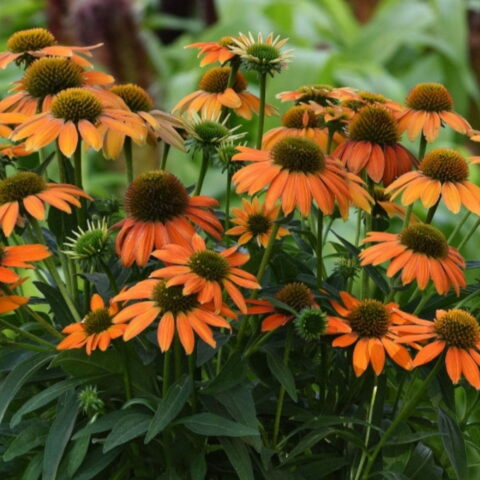 Echinacea "Lakota Orange"