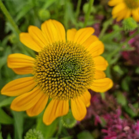 Echinacea "Lakota Yellow"