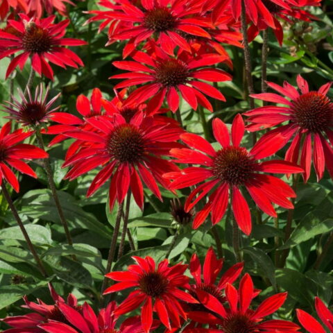Echinacea "Sombrero Sangrita"