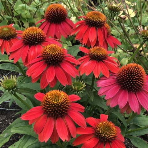 Echinacea "Lakota Red"