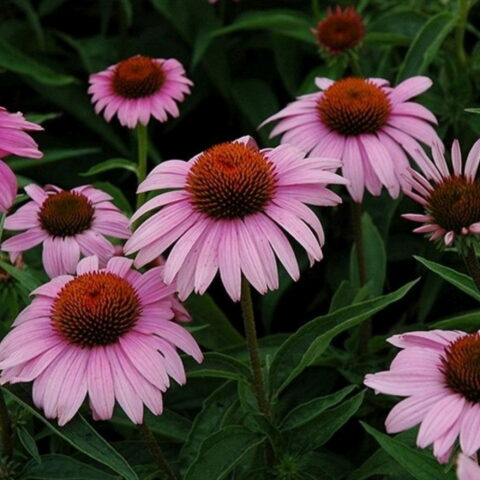 Echinacea purpurea "Bright Rose"