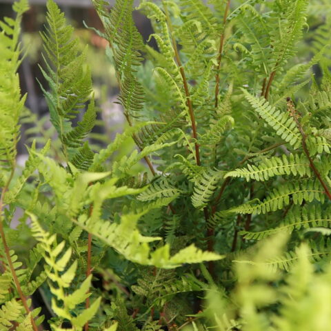 Athyrium filix-femina