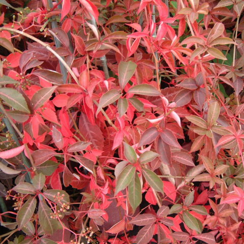 Parthenocissus henryana
