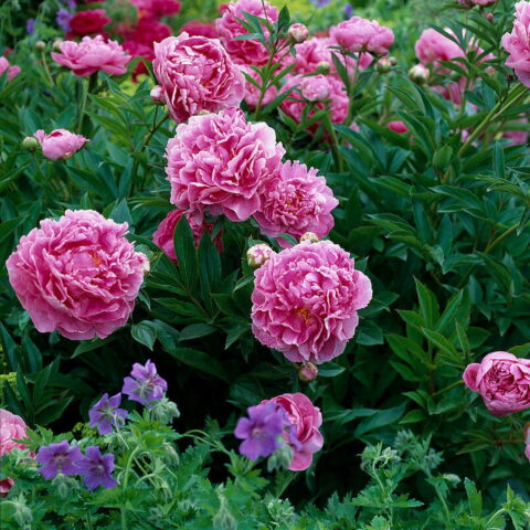 Paeonia lactiflora "Alexander Fleming"
