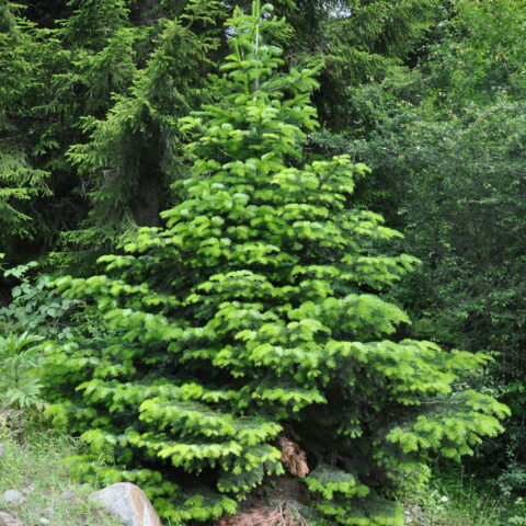 Abies nordmanniana