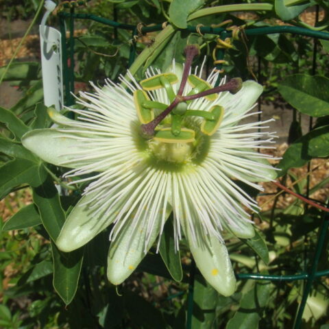 Passiflora caerulea "Constance Elliot"