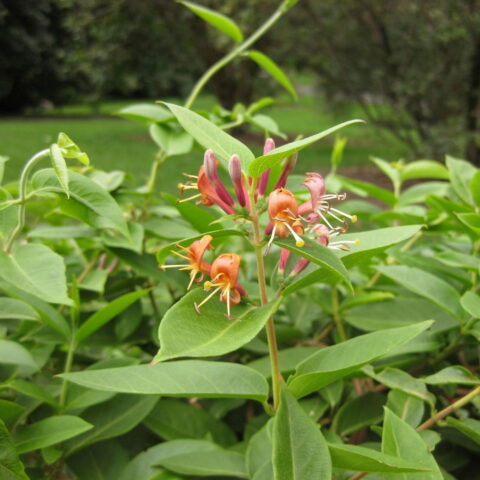 Lonicera henryi