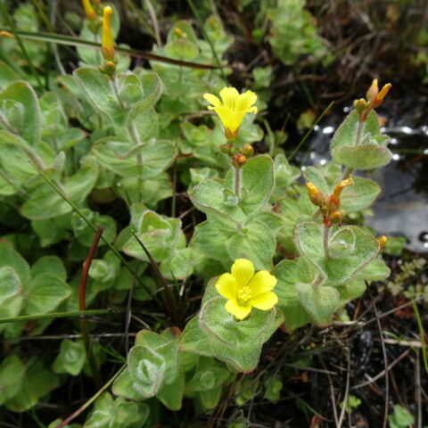 Hypericum elodes