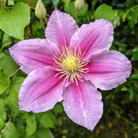 Clematis "Piilu"