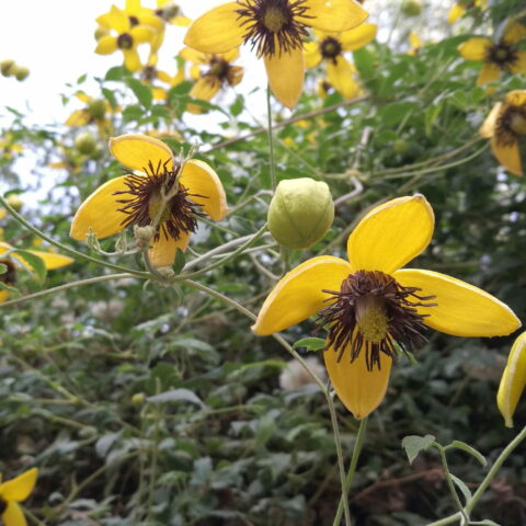Clematis tangutica