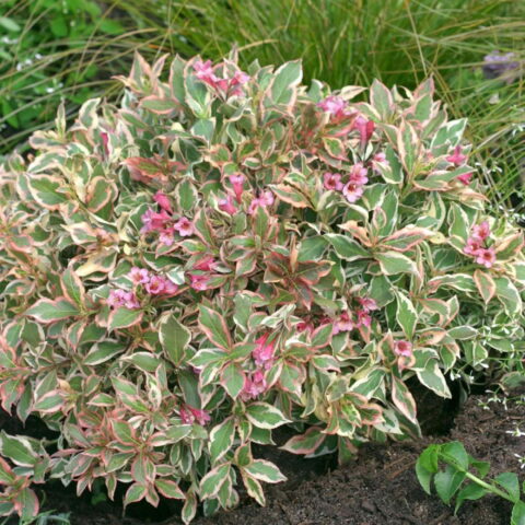Weigela florida "Monet"