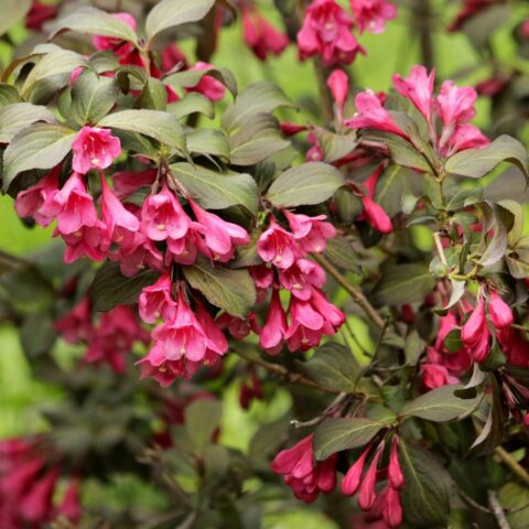 Weigela florida "Minor Black"
