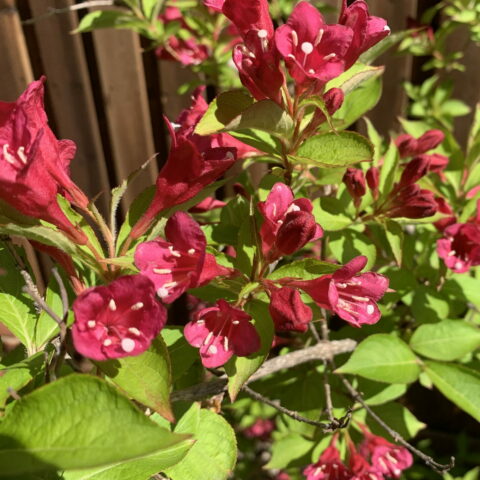 Weigela florida "Nain Rouge"