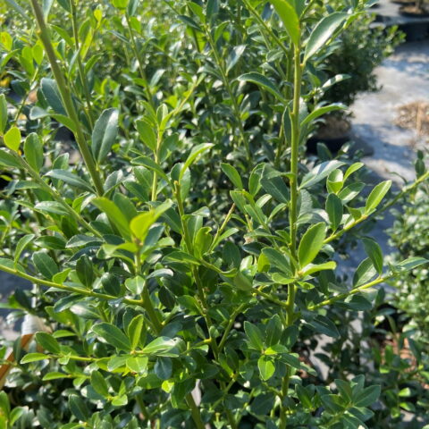 Ilex crenata "Chat'o"