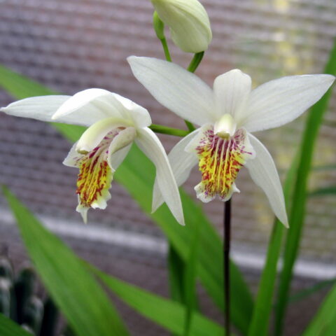 Bletilla striata alba