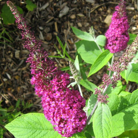 Buddleja davidii "Miss Ruby"