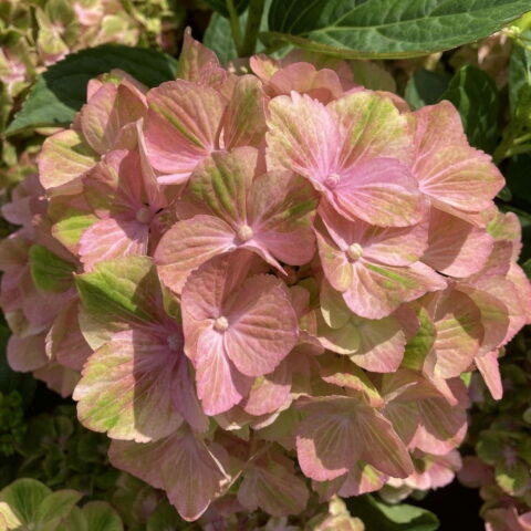 Hydrangea macrophylla "Rembrandt Bella Pesche"