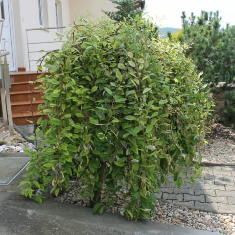 Salix caprea "Pendula"